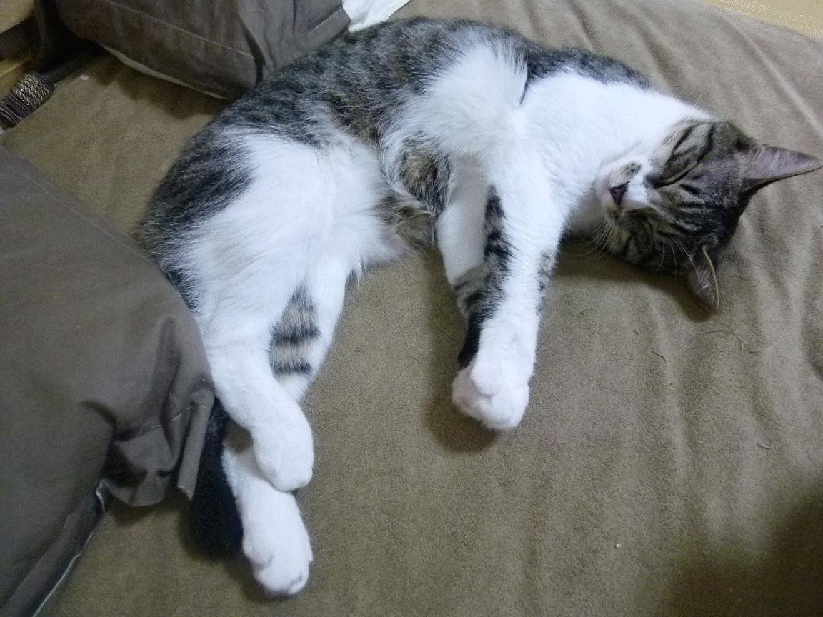 卡利亚里遭遇球迷示威,俱乐部高层召开紧急会议,卡利亚里转入球员