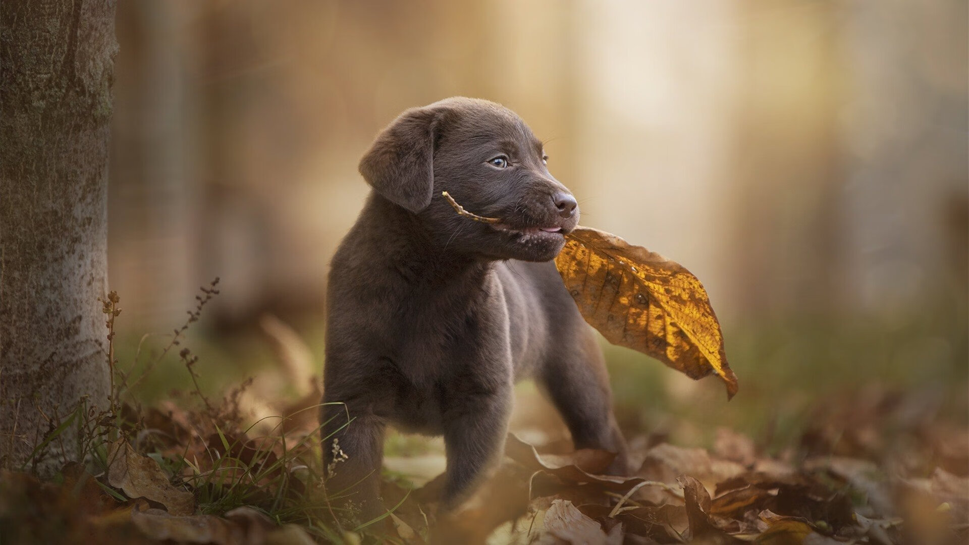 广东宏远阵容厚度再度加强,广东宏远最新球员名单简介