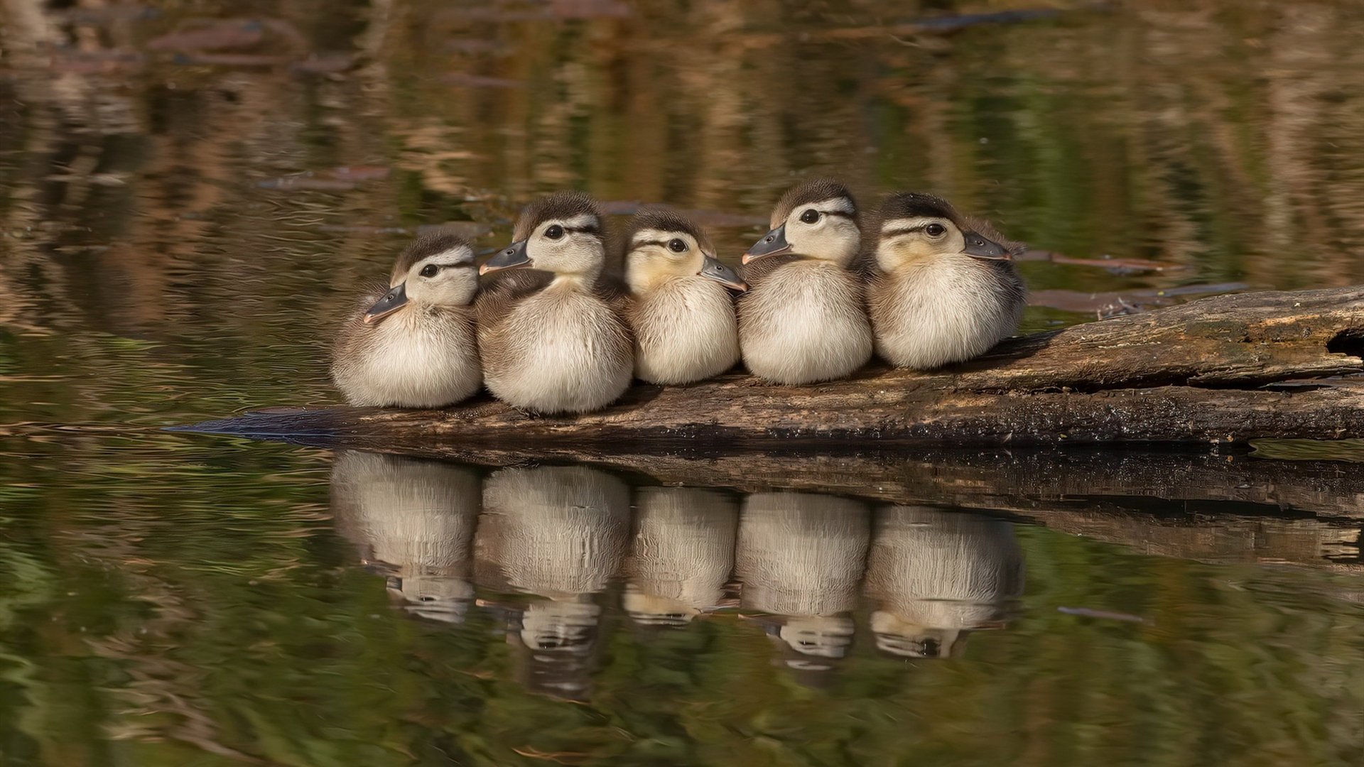 快船队客场击败对手 信心大增冲击季后赛,快船队的比赛