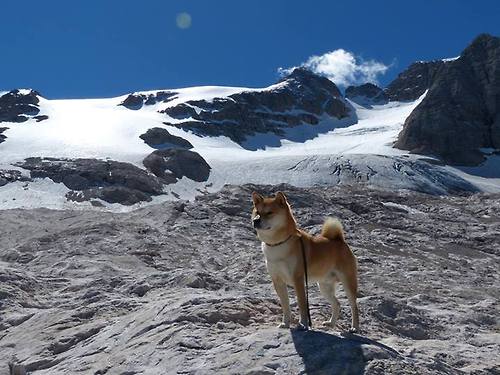 意大利足球运动员转会传闻增多,球迷热议,意大利足球队著名球员