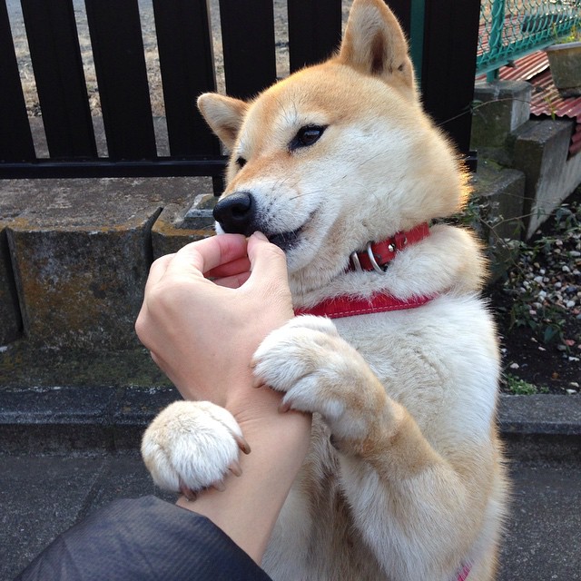 FB体育网站-掘金队球队比赛节奏掌控出色，掘金队球队比赛节奏掌控出色的球员