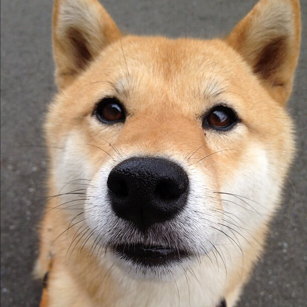 新疆飞虎关键球员状态回暖,cba新疆飞虎