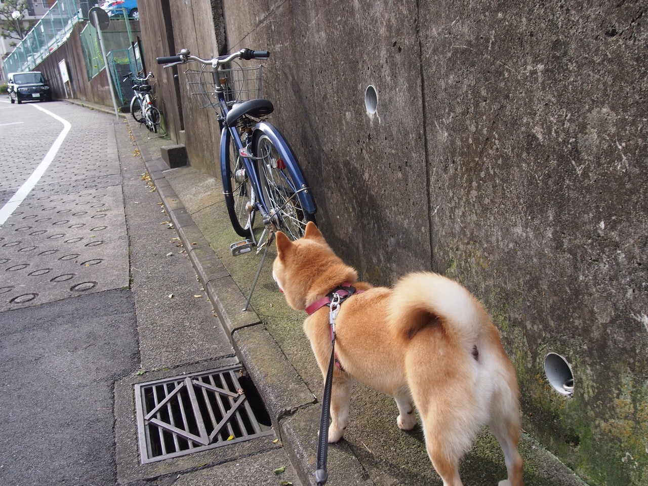 FB体育APP-鄂尔多斯东胜客场获取积分，积分榜垫底压力继续加大，鄂尔多斯东胜体育场