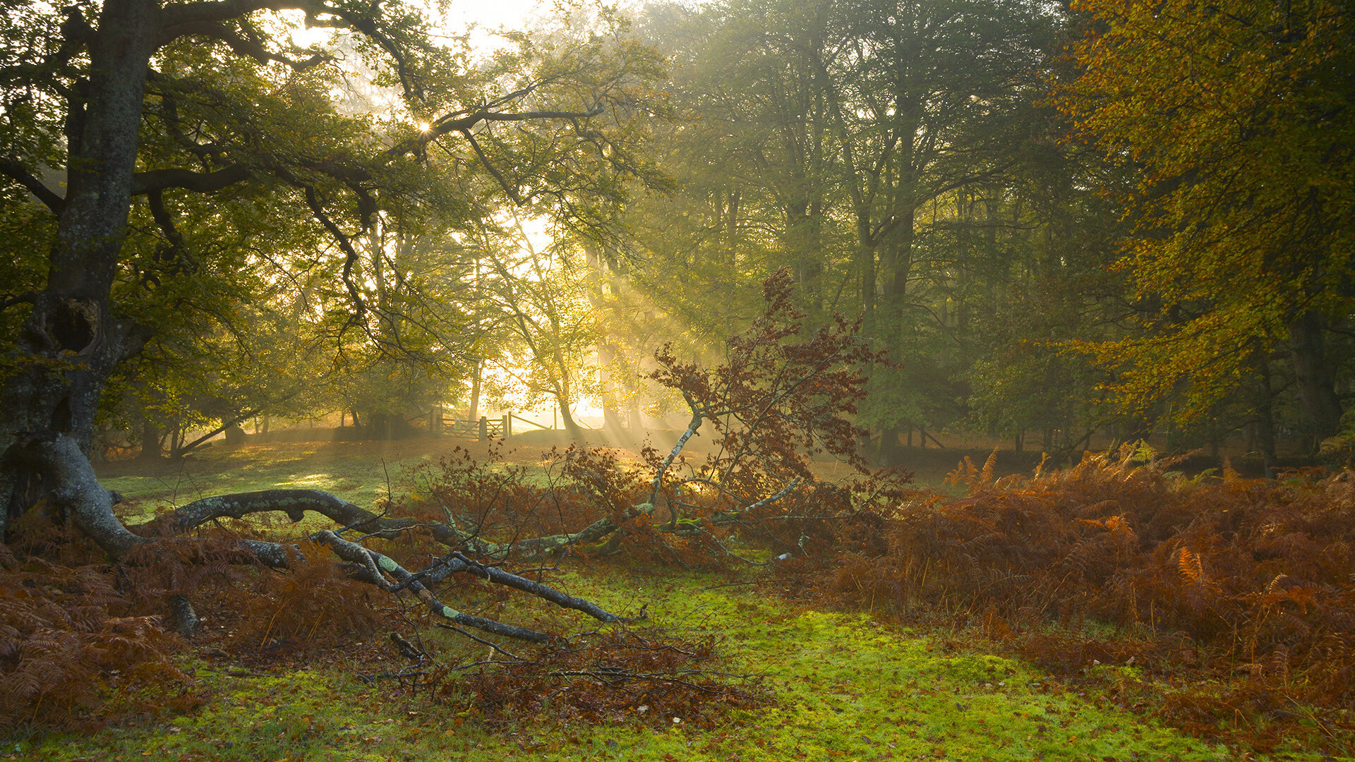 Chinese Taipei的乒乓战术:细节中的制胜之道,中国台北乒乓球团体