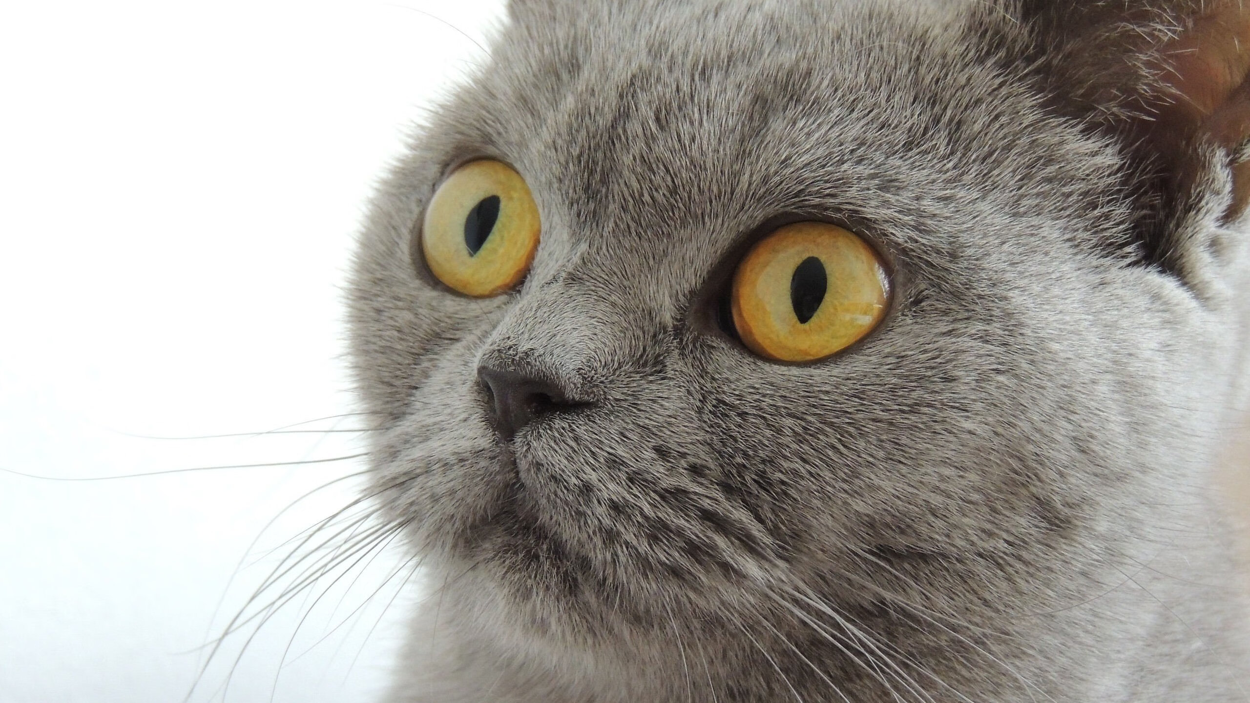 亚洲杯中国青年队战胜 球迷期待未来表现,亚洲杯中国队名单