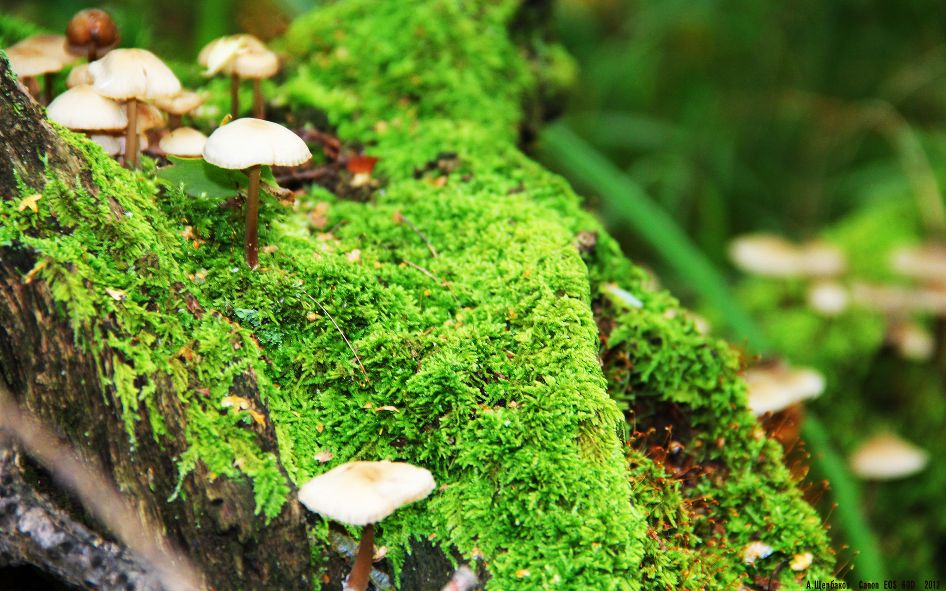 体育新闻中心发布体育内容原创度自动评估工具,体育新闻短视频