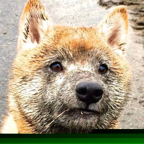 切尔西教练组战术布置获高度评价,切尔西主教练简介